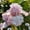 D, variant on Beautiful Rainbow Iris-Gift Garden-Home Decoration-Bloom Year After Year-(Non-Artificial)-Ornamental-Premium Garden Stakes