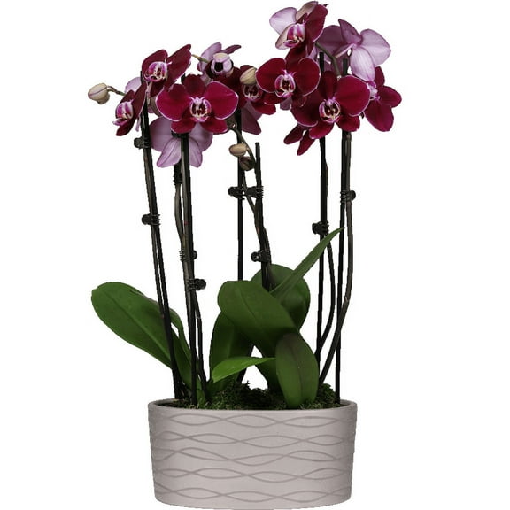 Just Add Ice 16-30" Dark Purple Premium Orchid Duo Live Plants in 10" Silver Ceramic Planter, House Plant