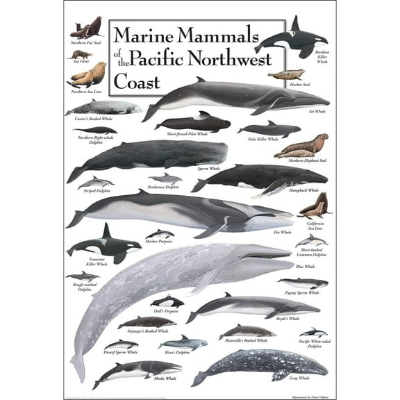 Marine Mammals Of The Pacific Northwest Coast Poster Student Animal Poster Birthday Gift Children's Room Poster Bedroom Decor Office Decor Gifts