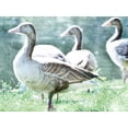 thumbnail image 2 of Villa, Mlli 32x25 Gold Ornate Wood Framed with Double Matting Museum Art Print Titled - Goose Crew, 2 of 4