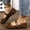 Brown, variant on Flats for Womens, Buckle Strap Low Heels Square Toe 2025 Fashion Dressy Shoes Brown