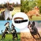 thumbnail image 5 of Collar de cuero para perro - Hecho en EE. UU. - Cuero americano de grano completo, MFZFUKR CPB-US-YY532-3, 5 of 5
