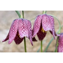 10 Seeds CHECKER LILY Fritillaria Affinis Chocolate Mission Bells Flower Seeds