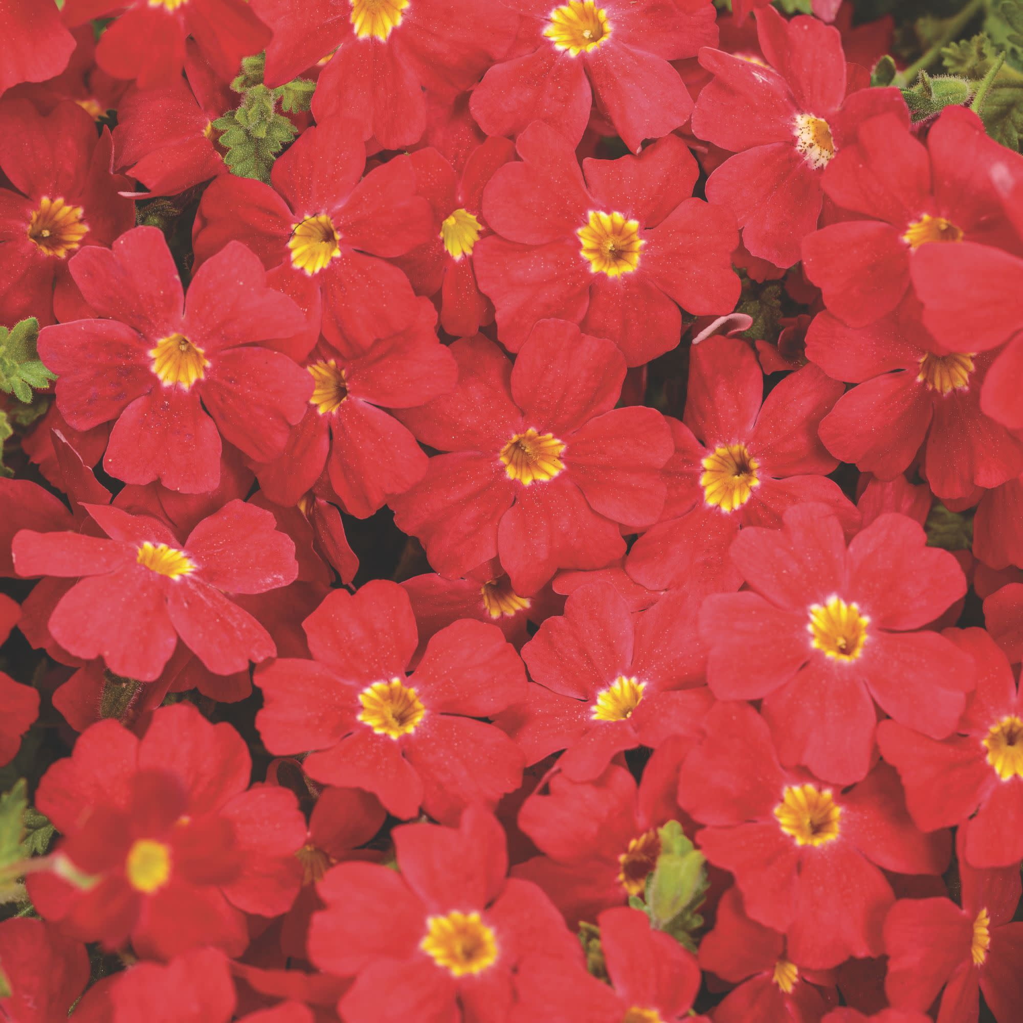 Proven Winners 4" Red Safari Lava Flow African Phlox Live Plant in 4.25" Pot (4 Count)