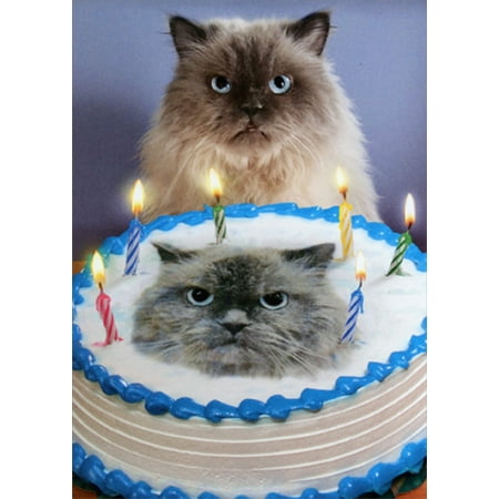 Happy Birthday Persian Cat Images - Cat's Blog