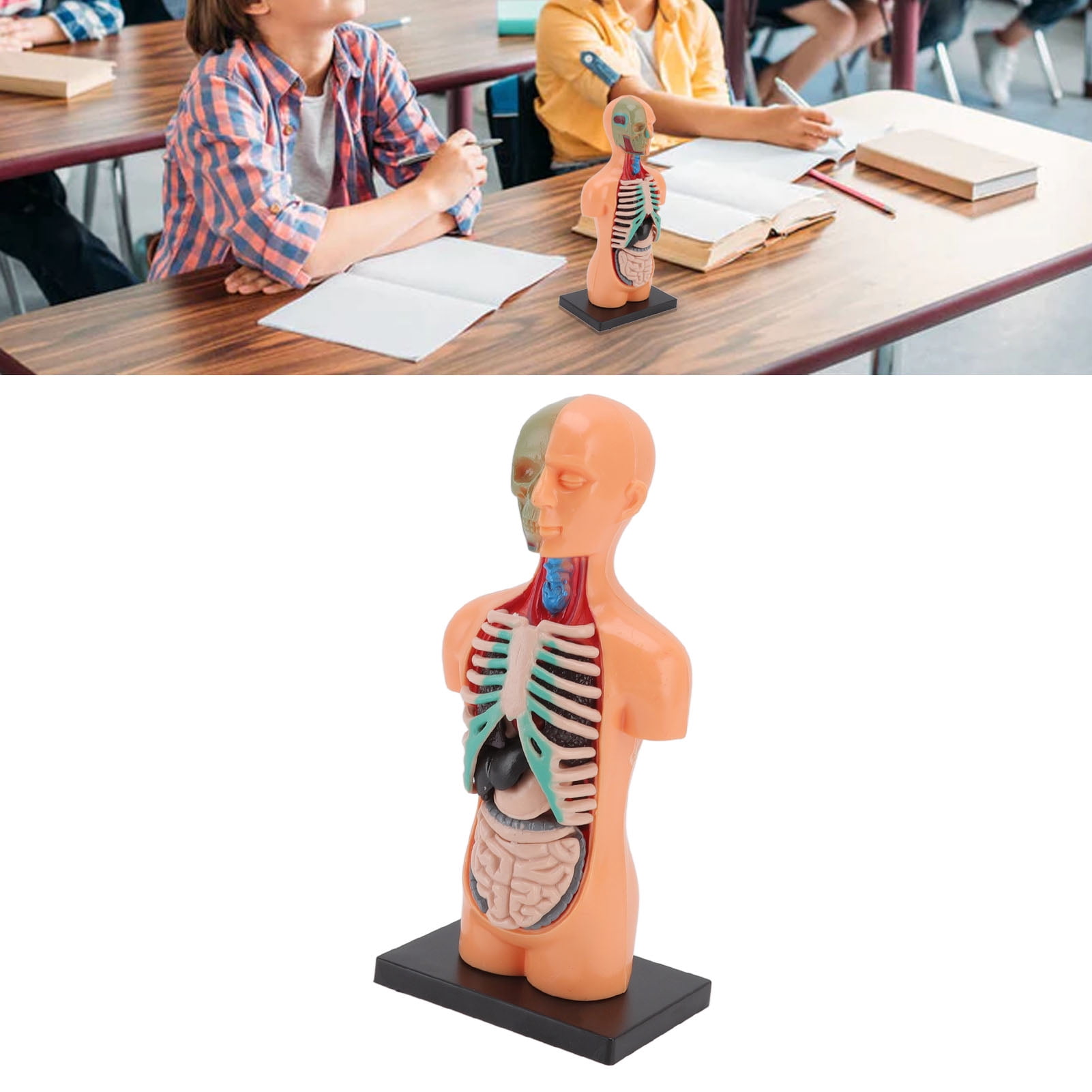 Puzzle Anatomique Du Corps Humain PRETYZOOM Pour Enfants 5-7 Ans - Modèle Organes Et Squelette - Jouet Éducatif