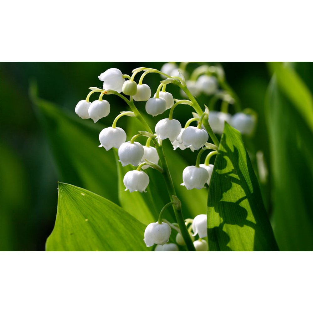 Lily Of The Valley /Convallaria 8 Flower Bulbs