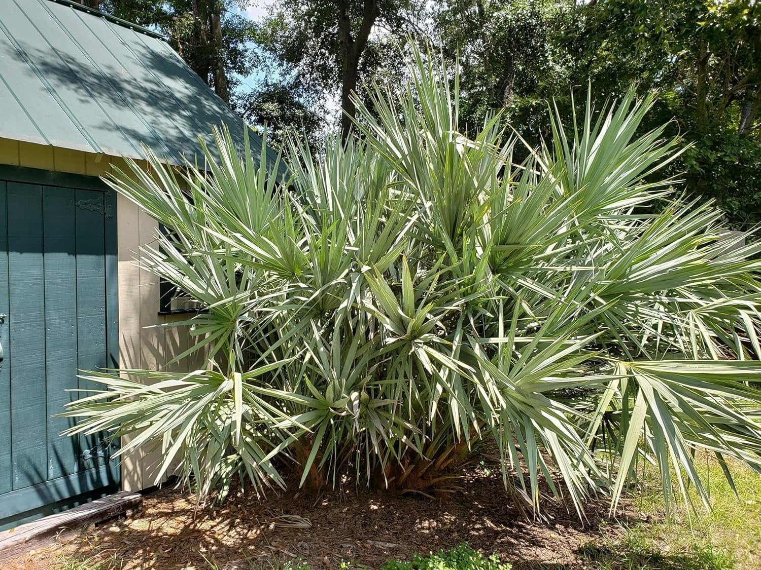 Silver Saw Palmetto - 5 Live Starter Plants - Serenoa Repens Silver - Native Ornamental Palms from Florida