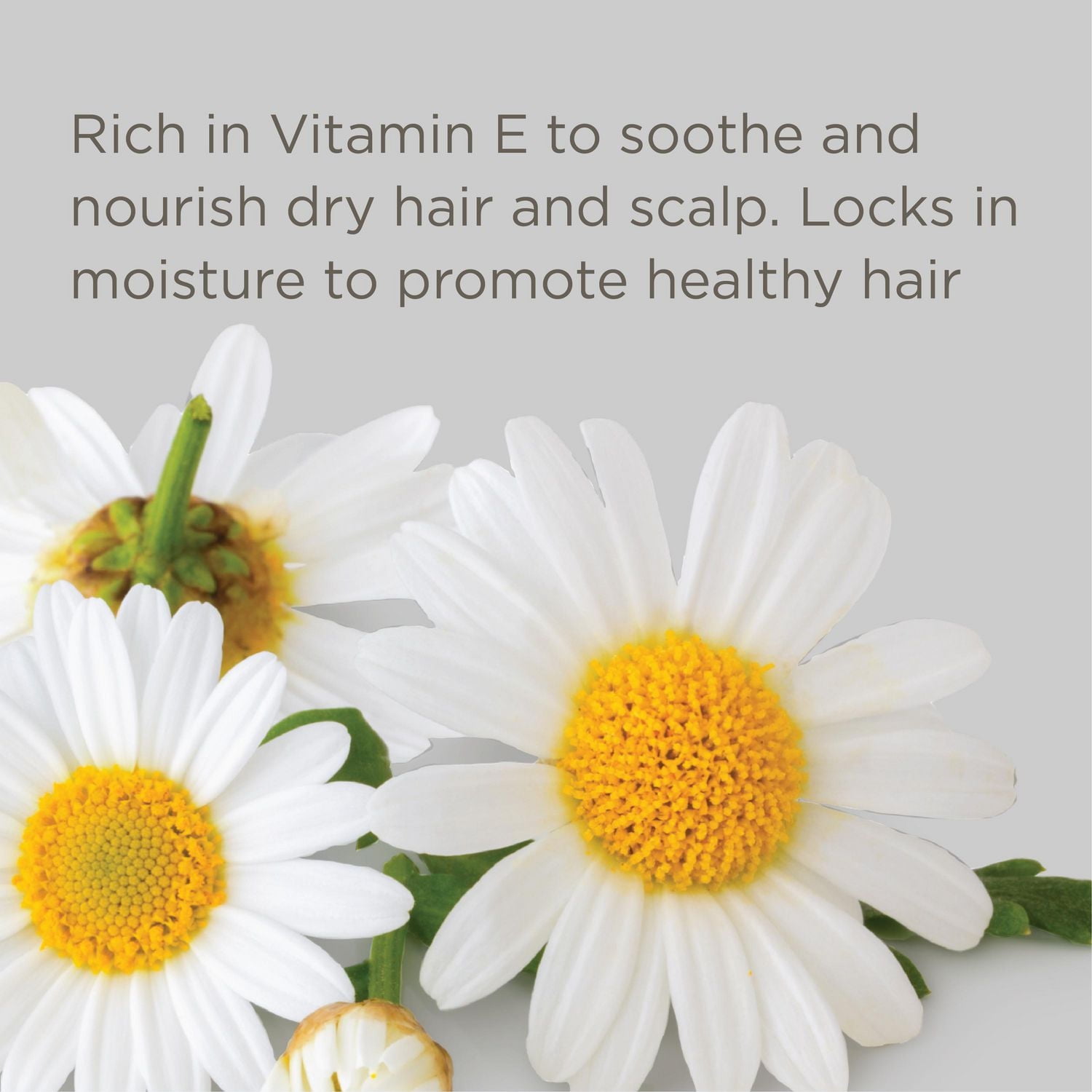 Shampoing sec sans parfum Down To The Basics Shampooing sec