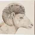 thumbnail image 3 of Great Art Now Bighorn Profile by Annie Warren 2 Piece Canvas Art Set Each 14W x 14H, 3 of 3