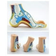 thumbnail image 6 of Jesscasday Foot Anatomical Model, Human Anatomical Foot Model, Normal Flat Arched Foot Model with Bones, Muscles, Ligaments, 6 of 17