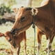 thumbnail image 4 of 2 unidades de cascabeles colgantes gruesos para pastoreo, mascotas y animales de granja (Ovejas, Caballos, Vacas) (Bronce, Grande, 62 g), 4 of 7