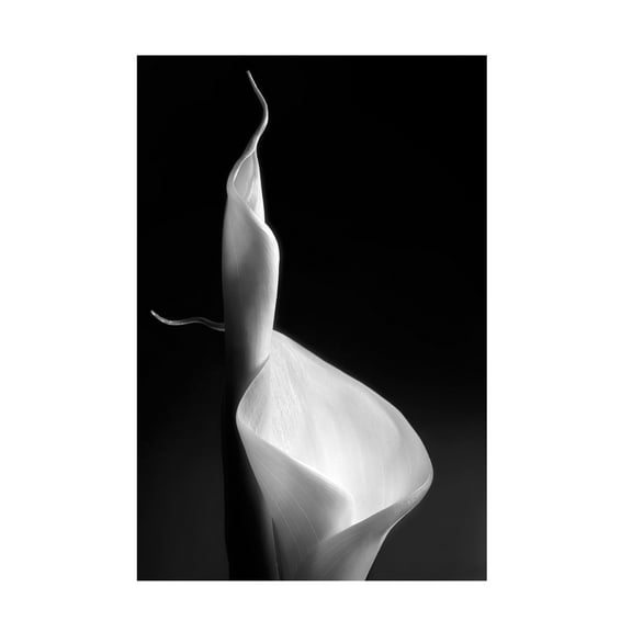 Canvas Wall Art - Santiago Pascual Buye 'Female Curves' Wall Art for Living Room, Bedroom, or Office D?cor by Trademark Fine Art - 12 x 19 Inches