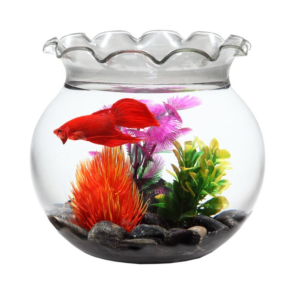 Betta Bowl Betta Fish Care Guide Petmd / See more ideas about betta fish, betta fish bowl