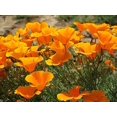 thumbnail image 2 of Orange California Poppy Seeds, 1 Oz, 20,000 Seeds by Seeds2Go, 2 of 2