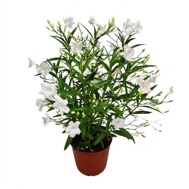 Tropical Plants of Florida 26" to 34" White Ruellia Plant; Full Sunlight, Flowering Plant, Growers Pot