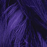 Purple Desire