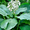 Blue Angel, variant on Expert Gardener Patriot Hosta (2.5 Quart) Is A Hosta Cultivar That Features Large, Variegated, Oval, Basal Leaves