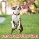 thumbnail image 2 of Paquete de 3 bolas chirriantes para perros, juguetes divertidos 2 en 1 para cachorros, juguete de cumpleaños para perros pequeños y medianos (pelota de animales), 2 of 4