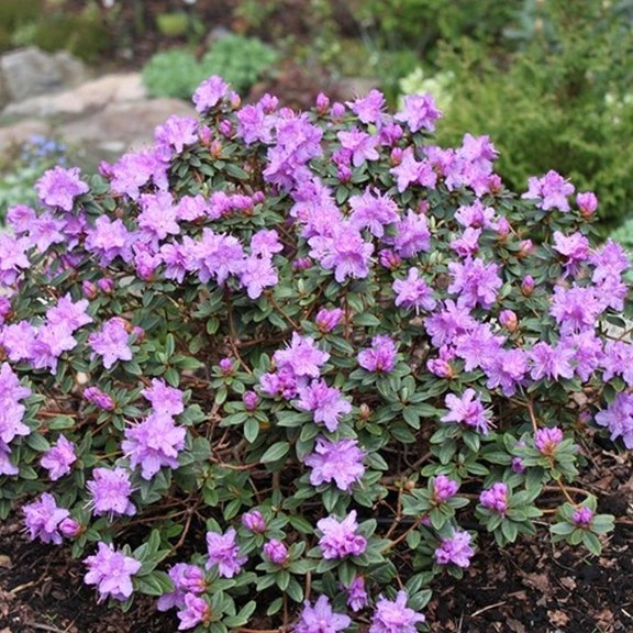 Ramapo Rhododendron-Compact Evergreen Shrub-Hardy for Cooler Climates 2 Gallon