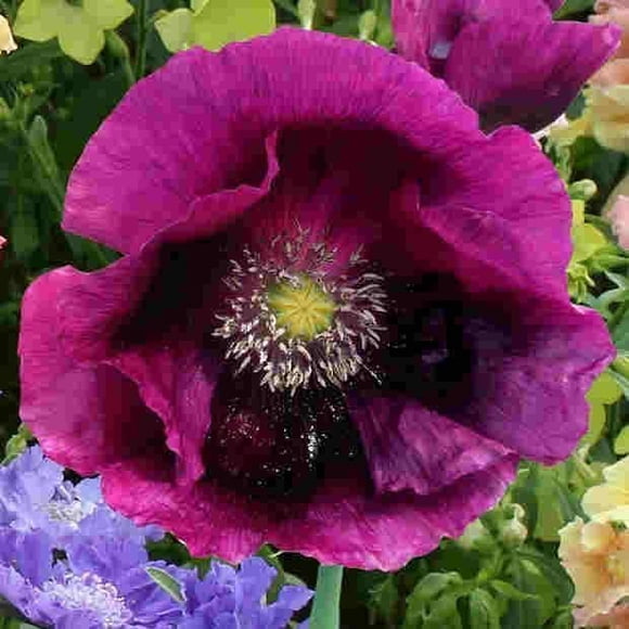HJADGG 100 Seeds LAUREN S Grape Poppy Deep Purple Poppy Large 5" Blooms Seed (53)