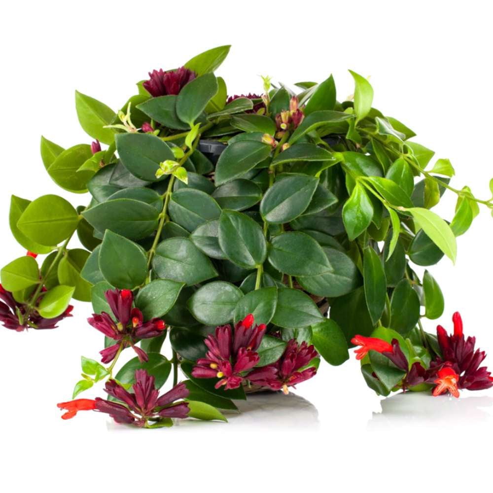 Lipstick Plant Live Plant for Indoor | Different Houseplants in 4'' & 6'' Pot | Real House Plant for Living Room, Office, Desk & Bathroom | Lipstick plant | Aeschynanthus