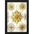 thumbnail image 2 of Acanthometra, Framed Art Print Wall Art by Ernst Haeckel Sold by Art.Com, 2 of 5