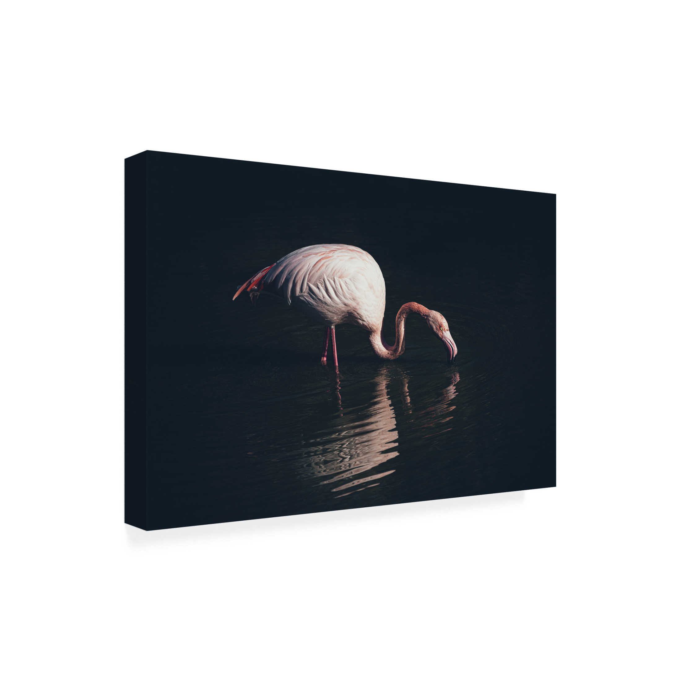 Trademark Fine Art Marco Tagliarino Enlighted Flamingo Canvas Wall Art