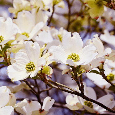 White Dogwood Tree, Quart Pot, Ornamental Flowering Tree for Landscapes, 8-14" Tall