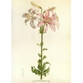 thumbnail image 2 of Anonymous 11x14 Gold Ornate Wood Framed with Double Matting Museum Art Print Titled - Lilium Washingtonianum, 2 of 4