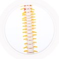 thumbnail image 2 of White PVC Spine Anatomy Model for Teaching Use with Detailed Features 1 Pc, 2 of 9
