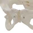 thumbnail image 4 of Modelos s modelo pélvico femenino de tamaño para de Zulema modelos de pelvis femenina, 4 of 4