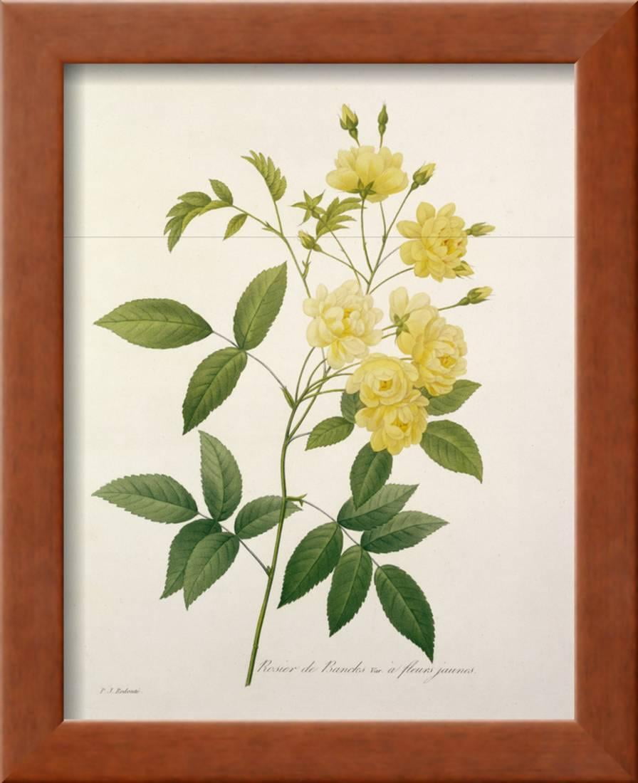 Rosa Banksiae Bankss Rose From Choix Des Plus Belles Fleurs 1827 Framed Print Wall Art By Pierre Joseph Redouté