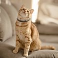 thumbnail image 3 of Collar Gato Impermeable Repelente Aceite Esencial Natural (38cm 2pcs), 3 of 9