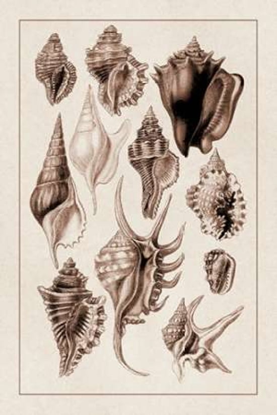 Shells Trachelipoda