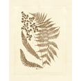 thumbnail image 2 of Vision Studio 12x14 Black Ornate Wood Framed with Double Matting Museum Art Print Titled - Sepia Ferns III, 2 of 4