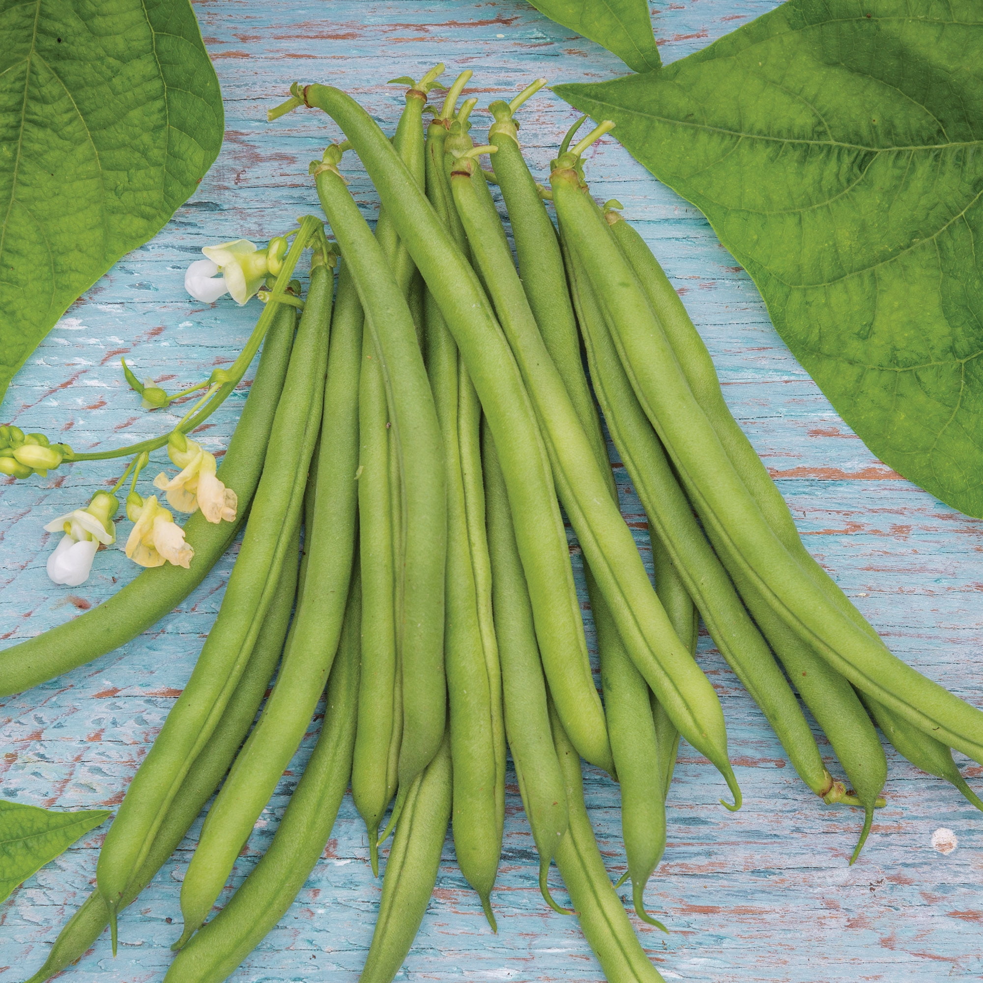 Burpee Organics Bush Blue Lake 47 Garden Bean Seeds - Non-GMO, Bush Bean, Easy to Grow, Organic Vegetable Gardening Seeds, 18g, 1-Pack