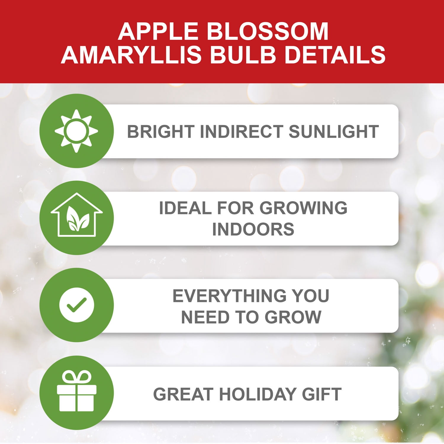 Garden State Bulb Apple Blossom Amaryllis Flower Bulb, 28/30cm (Bag of 3)