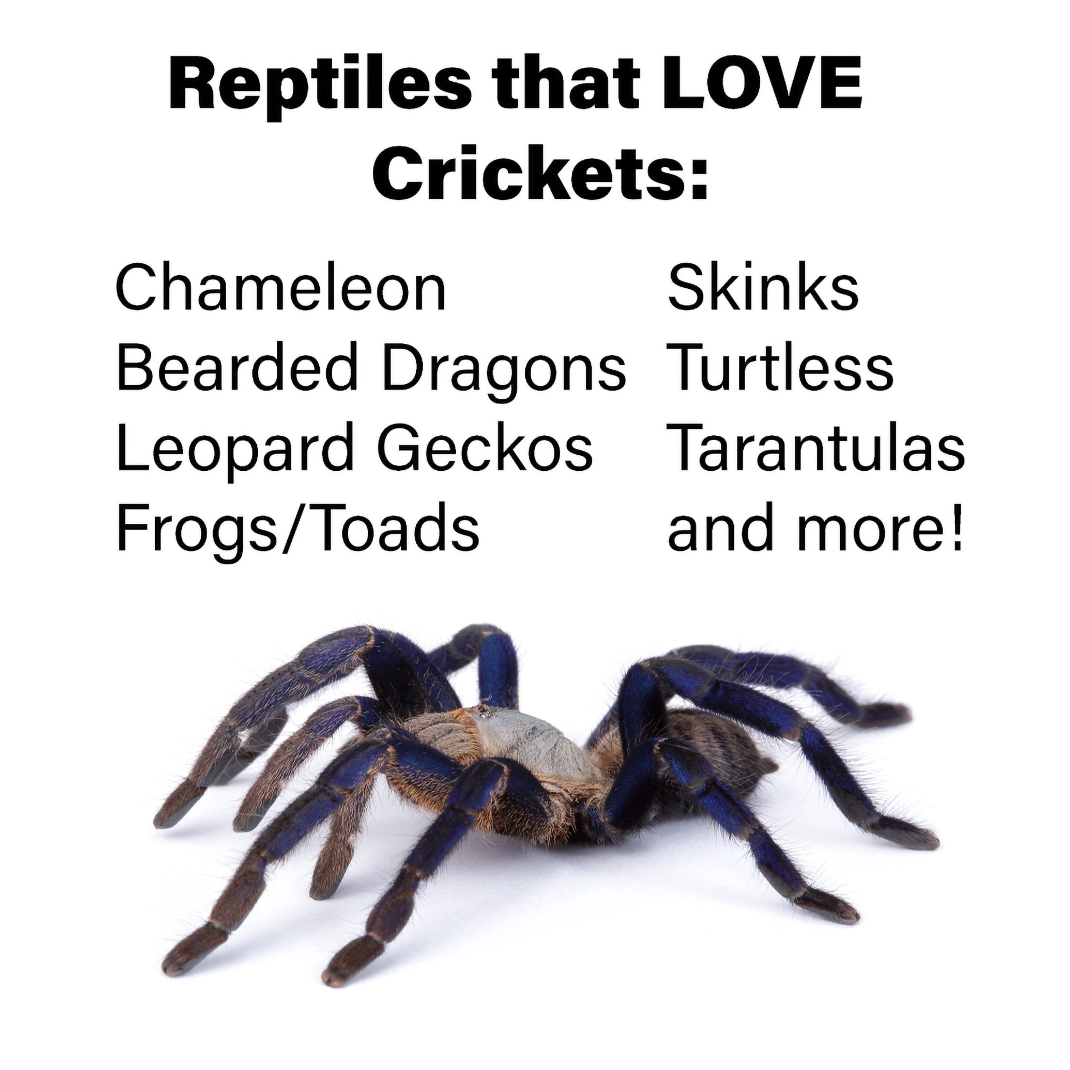 ReptiCulture 3/4" Tropical Banded Cricket 100 ct