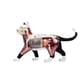 thumbnail image 5 of Modelo de AnatomíA de óRganos de Animales Juguete de Ensamblaje de Inteligencia de Gato 4D Modelo de AnatomíA para EnseñAnza, Aparatos de Ciencia Populares DIY, 5 of 6
