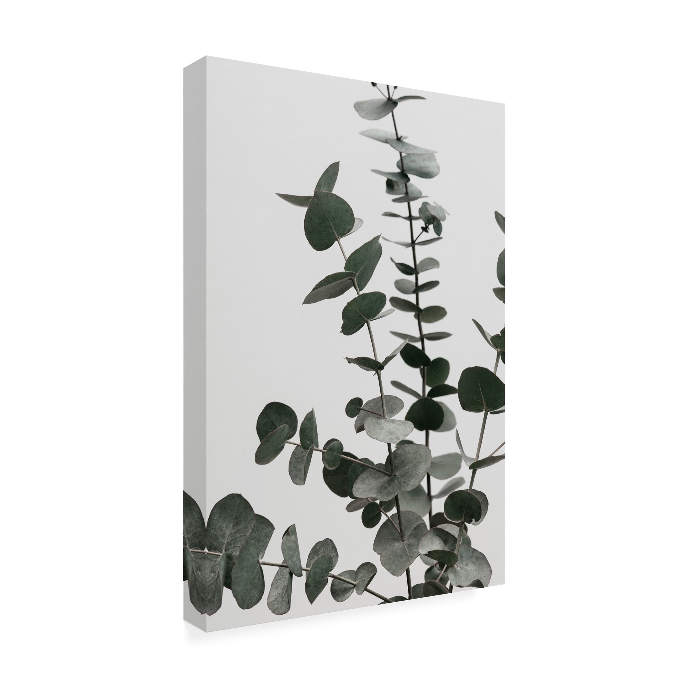 1X Studio Iii 'Eucalyptus Natural 07' Canvas Art