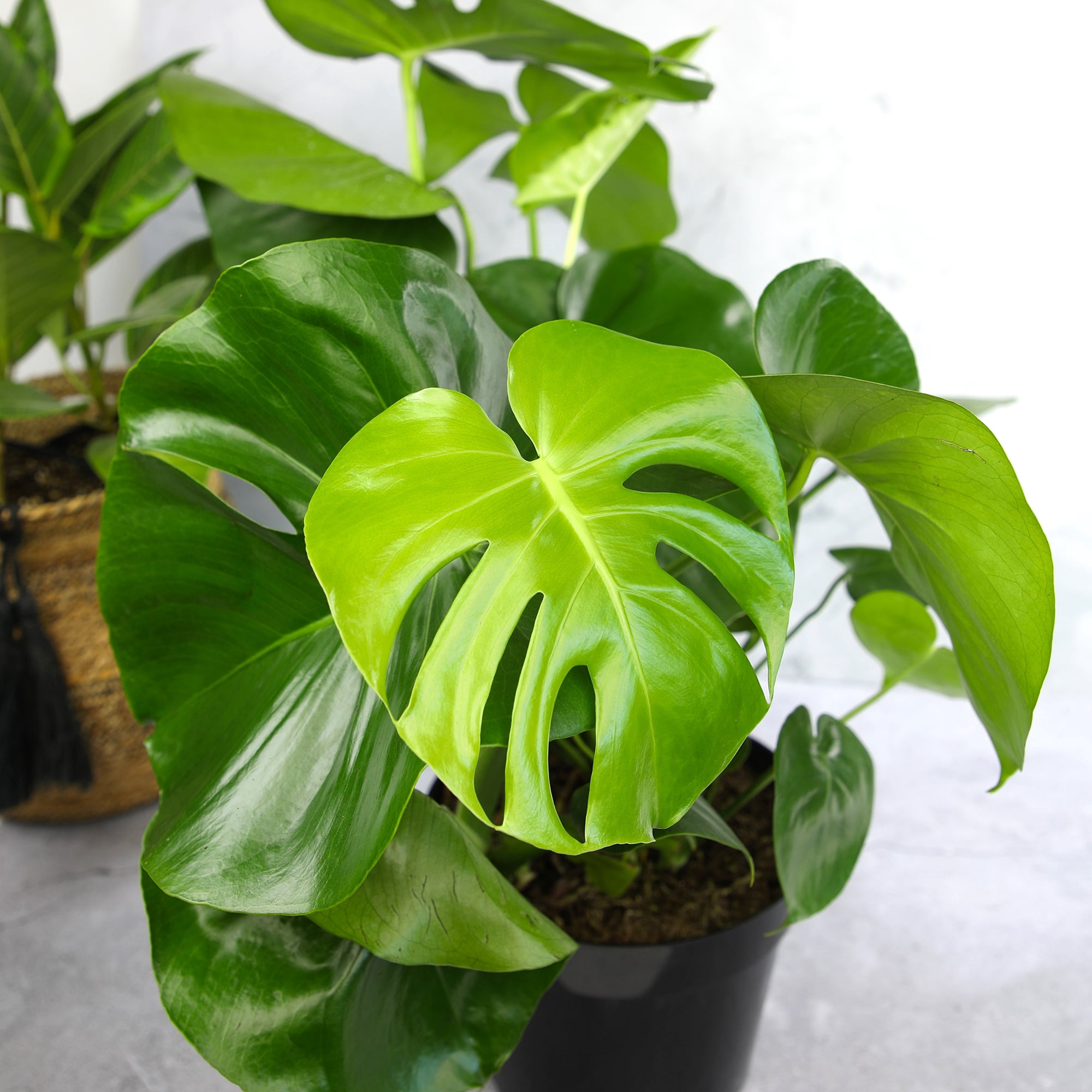 Swiss Cheese Houseplant, Monstera Deliciosa | 8in. Grow Pot; Partial Sun | Element by Altman Plants