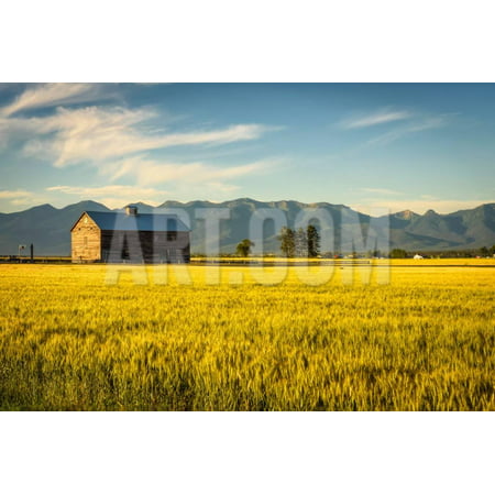 Summer Sunset with an Old Barn and a Rye Field in Rural Montana with Rocky Mountains in the Backgro Print Wall Art By Nick