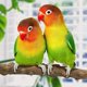 thumbnail image 4 of 4 Pieces Wooden Bird Cage Branches, Natural Wood Bird Perches, Parakeet Stand Toy, Wooden Stand for Parrot Bird Cage for Parrots Budgies Cockatiels, 4 of 5