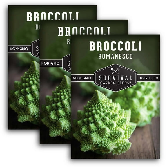 3 Packs Romanesco Broccoli Seeds - Non-GMO Heirloom Full Sun Biennial Vegetable