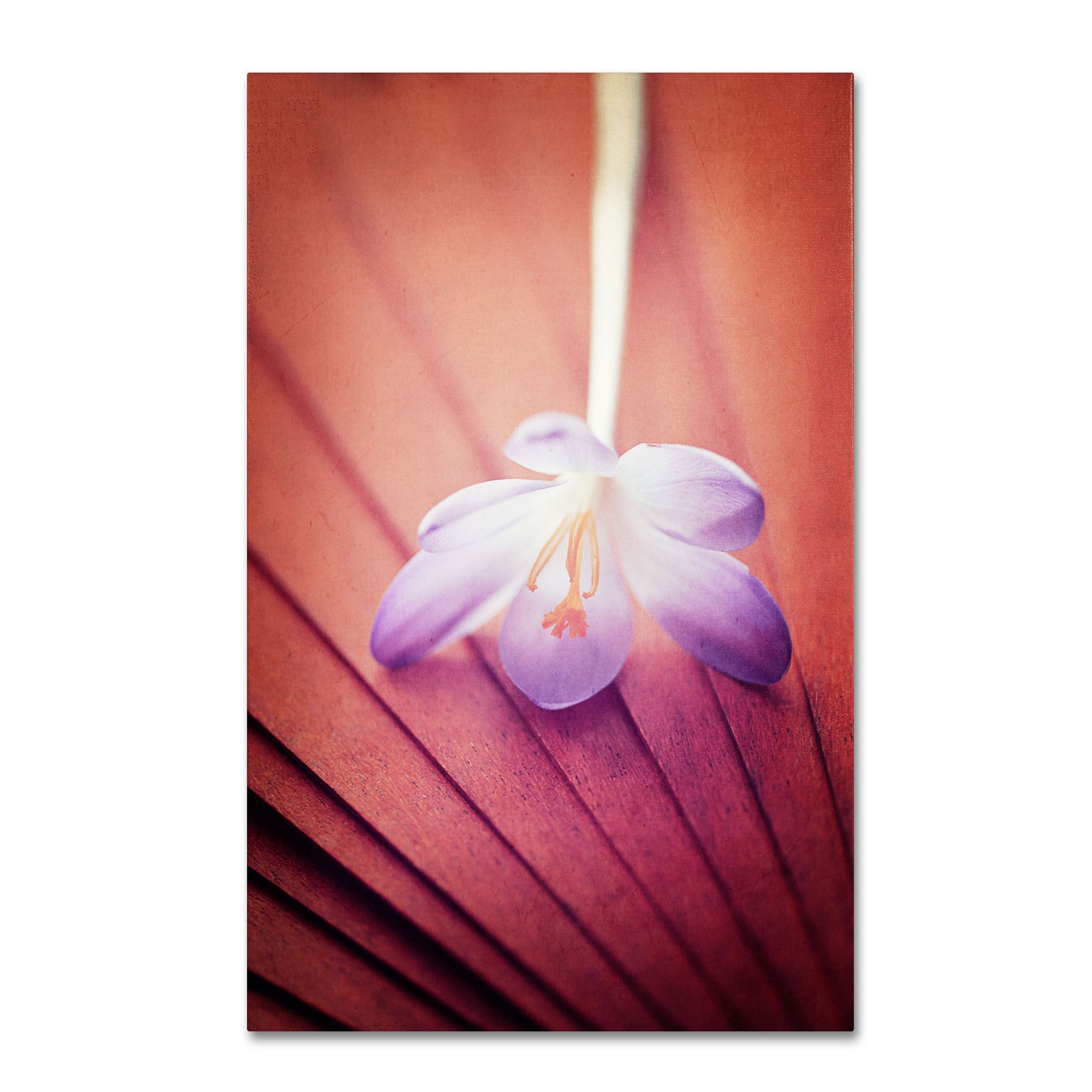 Trademark Fine Art "Access to Desires" Canvas Art by Philippe Sainte-Laudy