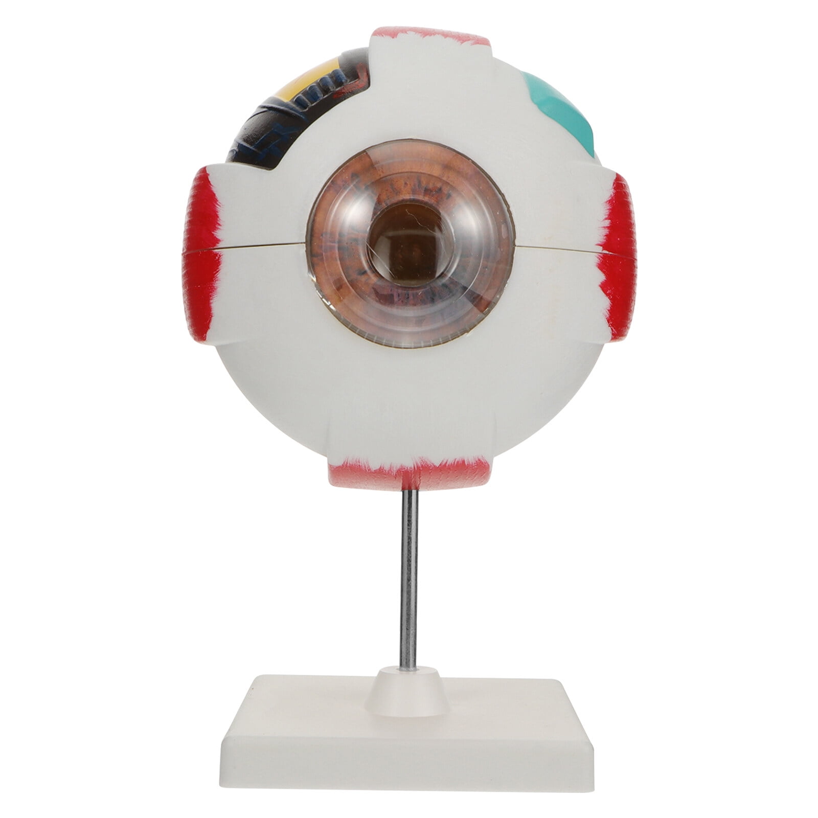 Eyeball anatomy model 1Pc Eyeball Anatomy Model Human Eyeball Model
