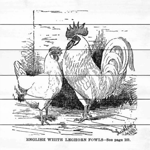 "White Leghorn" Painting Print on White Wood