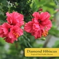thumbnail image 4 of 2 Diamond Hibiscus Live Plants in 2.5-inch Nursery Cubes | Hibiscus rosa-sinensis 'Diamond Head' | Tropical Drought-Tolerant Evergreen, Pink Double Blooms, 4 of 8