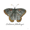 thumbnail image 2 of Jacobs, Cindy 26x26 White Modern Wood Framed Museum Art Print Titled - Baltimore Checkerspot, 2 of 4
